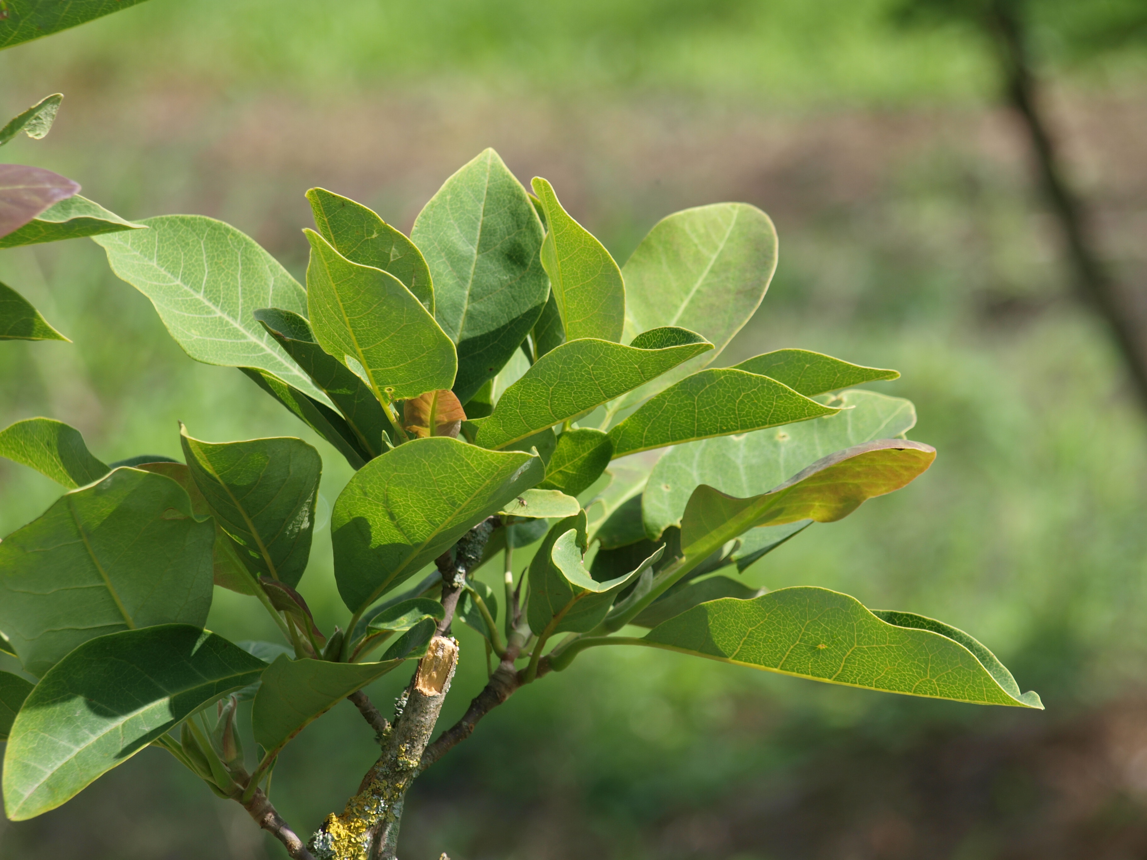 Magnolia cylindrica 2